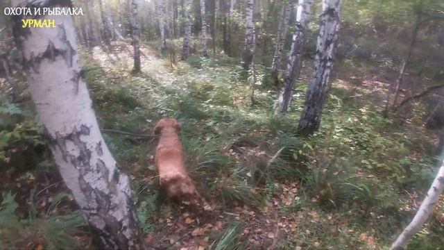 ПОХОД В ОСЕННИЙ ЛЕС С СОБАКОЙ. ПРОВЕРИЛИ БАРСУЧЬИ НОРЫ. смотреть онлайн