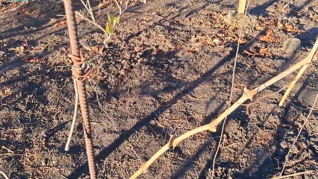 Правильна обрізка винограду на одноплощинній шпалери. смотреть онлайн