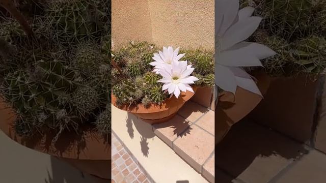 #shorts #эхинопсис # кактус #Италия Цветение кактуса. Эхинопсис острогранный. смотреть онлайн