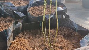 Весенняя посадка и обрезка голубики. Мешки для голубики СУПЕР качество!?