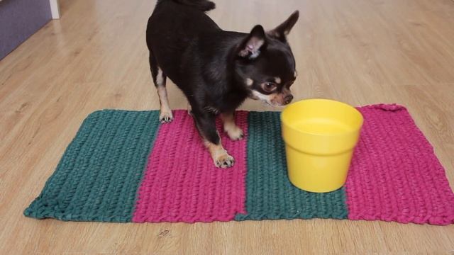 Как научить собаку трюку "страус". Чихуахуа прячется от проблем) смотреть онлайн