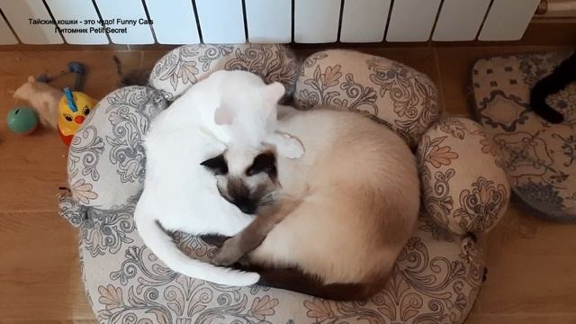 Розовая Пантера ухаживает за тайскими котиками! Тайские кошки - это чудо! Funny Cats смотреть онлайн
