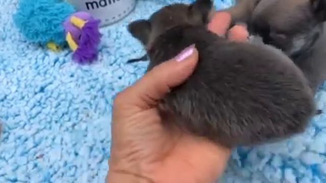4 week old chihuahua puppies blue fawn смотреть онлайн