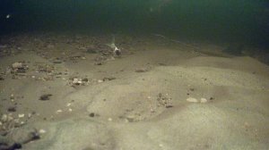 Ловля сига! Подводные съёмки. Камера Фокус Фиш! Spear fishing! 07 02 2023г