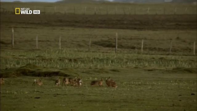 Удивительные существа (Заяц) смотреть онлайн