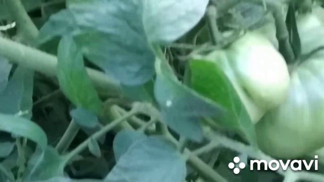 Ходить гарбуз по городу ?.Дождались дождичка.Прохлада пришла. смотреть онлайн