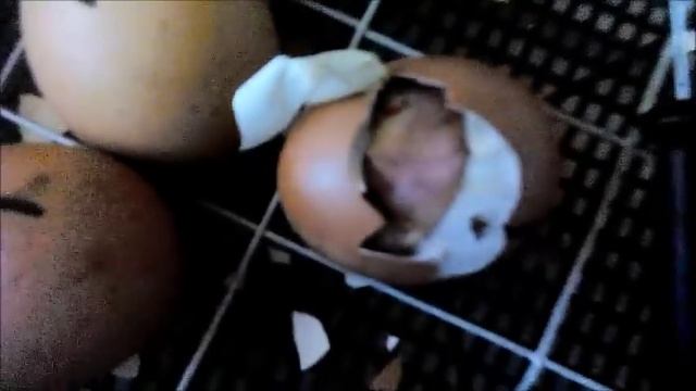 цыплята погибли в яйце смотреть онлайн