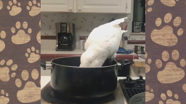 СМЕШНОЙ ПОПУГАЙ ВАЛЕРКА приколы с животными ОЗВУЧКА! #birds #birdhouse смотреть онлайн