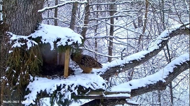 Eagle Owl Daily Nest Visit ? 03/05/23 17:31 смотреть онлайн