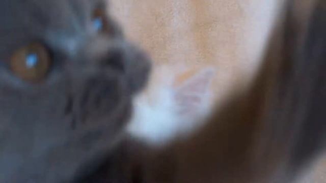 White odd eyes persian kitten for sale Белый разноглазый персидский котенок на продажу смотреть онлайн