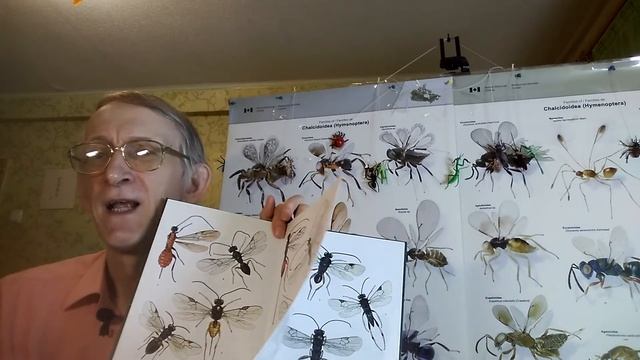 Questions to Entomologist: Best Insects, Passion, Careers, Parasitoids, Collections. PART-1. смотреть онлайн
