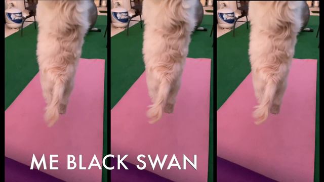 My Puppy Meets New Puppy Friends |  Coton De Tulear Life