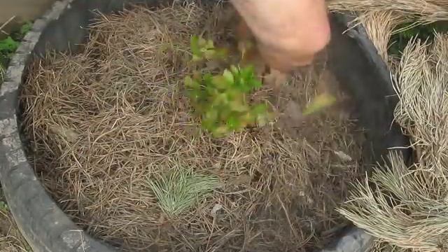 Голубика на Сумщине. Уход и подкормка 30.05.2017г. смотреть онлайн