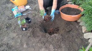 ПОСАДКА МЕТЕЛЬЧАТОЙ ГОРТЕНЗИИ НА ПМЖ. ГОТОВИМ ПРАВИЛЬНЫЙ ГРУНТ ДЛЯ ГОРТЕНЗИИ .