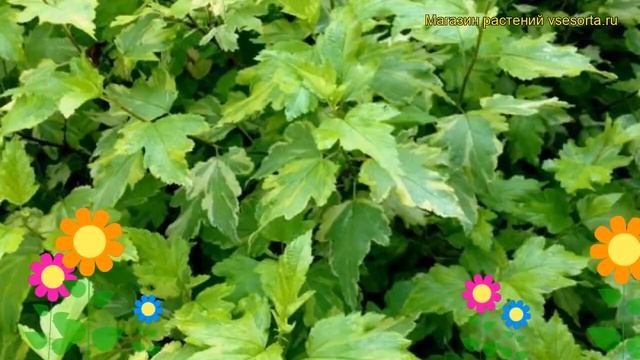 Пузыреплодник калинолистный Золото Энни. Краткий обзор, описание physocarpus opulifolius Anny`s Gol смотреть онлайн