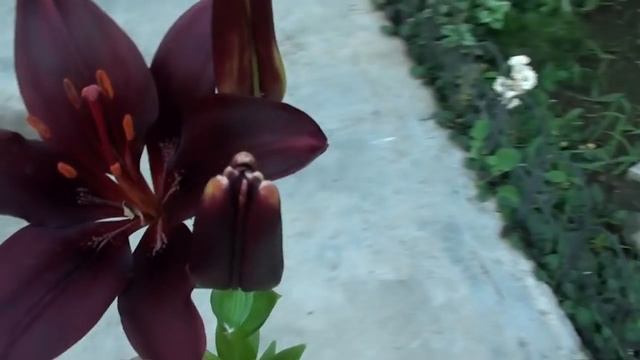 Пересадка лилий после цветения. смотреть онлайн