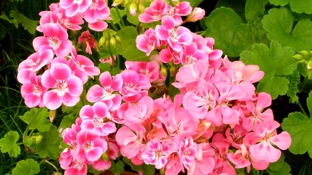 Герань Без Ума от Этой Простой Подкормки! Листья Снова Зеленеют и Пеларгония Пышно Зацветает! смотреть онлайн