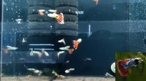 Самые популярные ВИДЫ ГУППИ - аквариумистика