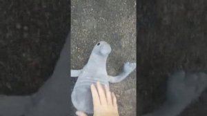 Ждун исполняет танец.