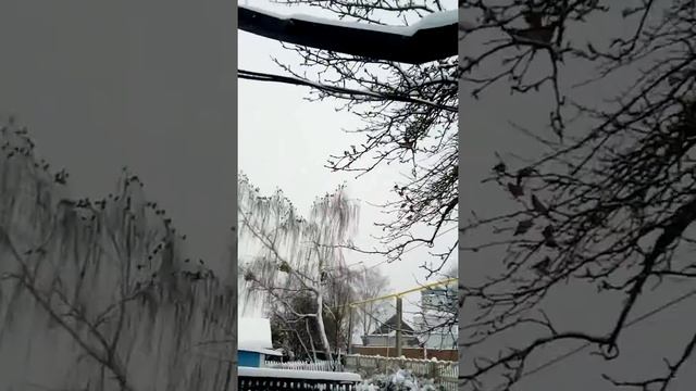 Птицы Свиристель , у меня в гостях , зима 2017 ! Беларусь смотреть онлайн