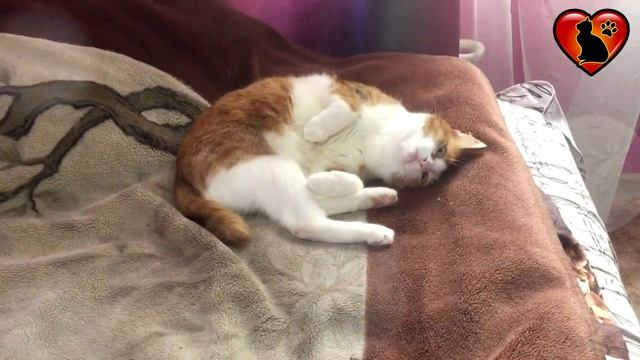 Каких Гостей Не Любят Кошки и Коты?! смотреть онлайн