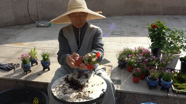 설란 카틀레야 버튼탑 레드돌 분갈이 (은진사 주지스님) Rhodohypoxis,Cattleya Repotting