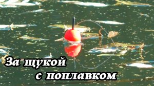 Поймать щуку на поплавок в коряжнике на живца. Оснастка для ловли на живца.