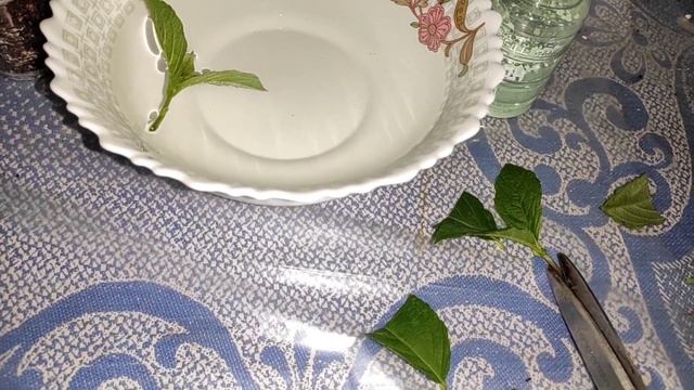 Увядание, как спасти черенки метельчатой гортензии!👍🌱🌱🌱 смотреть онлайн