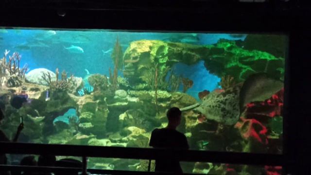 в океанариуме СПБ(2) смотреть онлайн