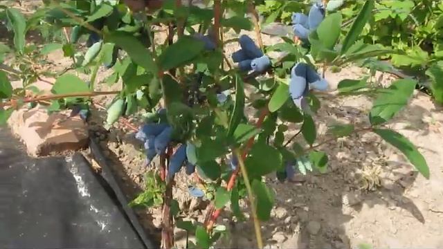 Обзор ранних сортов жимолости на 5.06.19 г смотреть онлайн