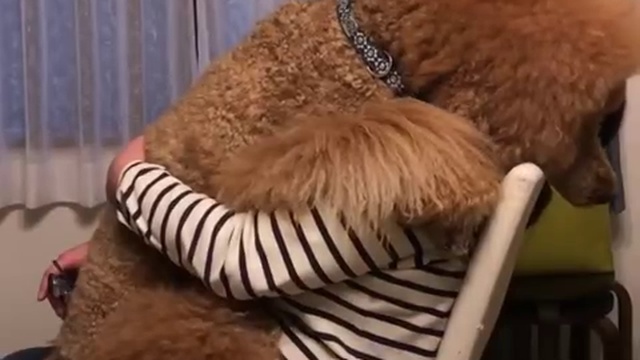 Песик вырос немного больше, чем ожидалось смотреть онлайн