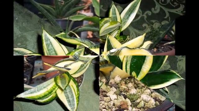 Sansevieria Trifasciata Golden Hahnii a Beautiful Succulents смотреть онлайн