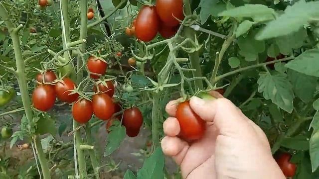 Супер урожайный томат для консервирования Черный мавр . смотреть онлайн