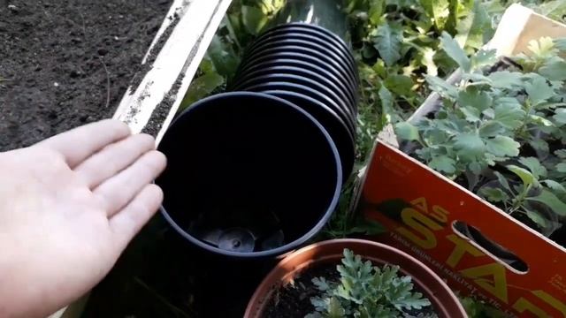 Хризантема мультифлора. Размер контейнера для хорошего шарика смотреть онлайн