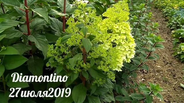 27июля2019 Начало цветения Высокорослой Метельчатой Гортензии Diamontino ✌️? смотреть онлайн