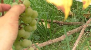 Супага - простой в выращивании белоягодный универсал