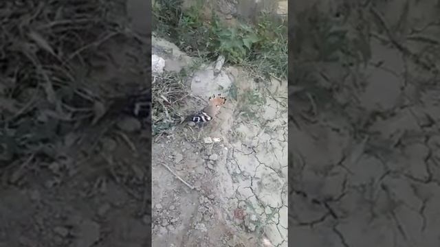 Птенец удода выпал из гнезда смотреть онлайн