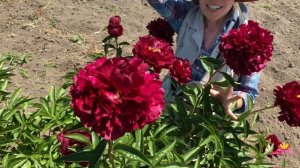 Темно-красный пион BIG RED BOOMER SOONER / Сад Ворошиловой