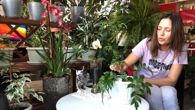 ПАПОРОТНИКИ МОЯ КОЛЛЕКЦИЯ ОБЗОР И УХОД смотреть онлайн