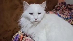 посоветуйте пожалуйста, как лечить понос у кота?