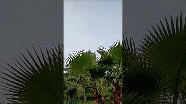 🌴🌴 Palm 😍 смотреть онлайн