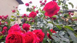 Розы на арке Айсберг и Эрик  Таберли