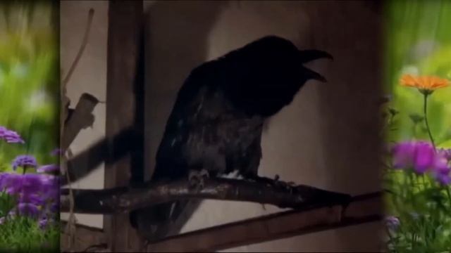 В.Ободзинский ~ Лесная колдунья смотреть онлайн