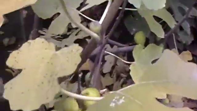 Інжир росте на Прикарпатті. смотреть онлайн