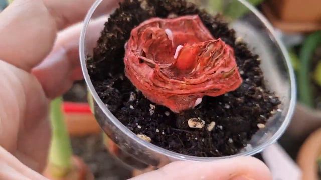 тепличный обзор, цветение продолжается смотреть онлайн