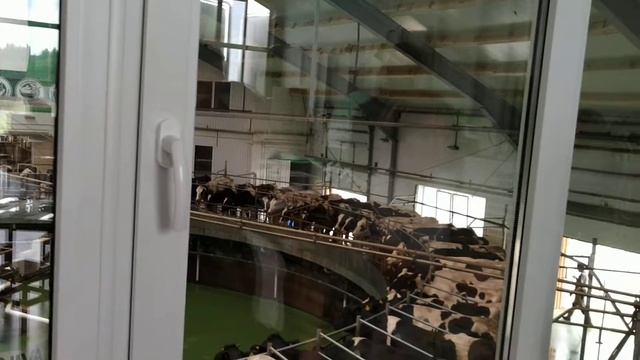 Карусель для дойки коров на ферме "Эконива" в Калужской области смотреть онлайн