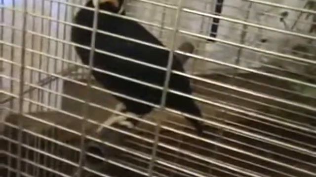Говорящий скворец Андрюша смотреть онлайн