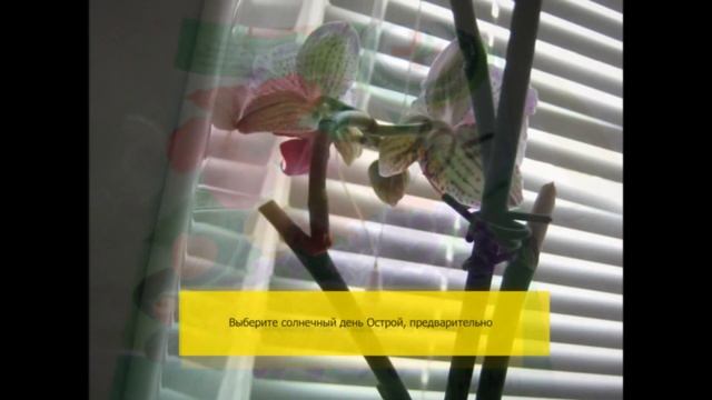 Как стимулировать цветение орхидеи смотреть онлайн