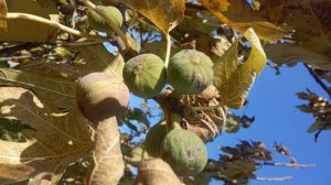 Полив инжира. Опыт 7 лет, планы. Саженцы, черенки инжира. Концепция канала.