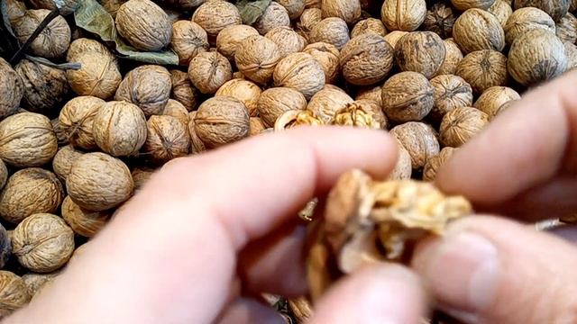 Семена грецкого ореха Кочерженко.Семена ореха Иван Багряный. Обзор 2021 года от Walnuts Broker смотреть онлайн